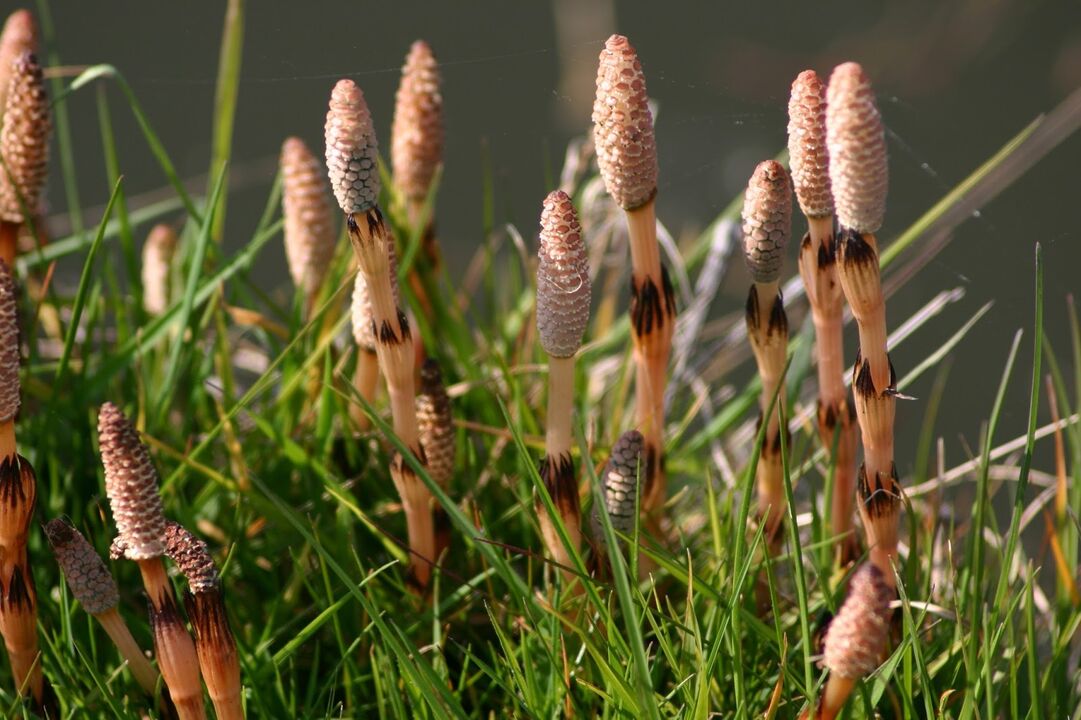 Horsetail for the treatment of bladder infections