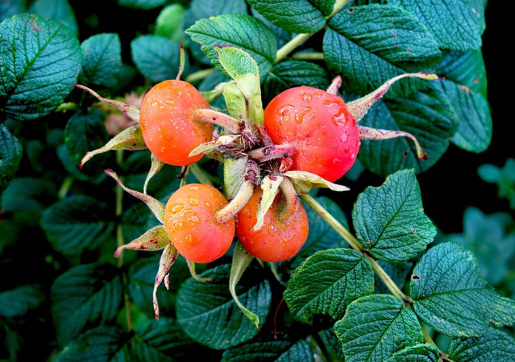 Rose hips to treat bladder infections